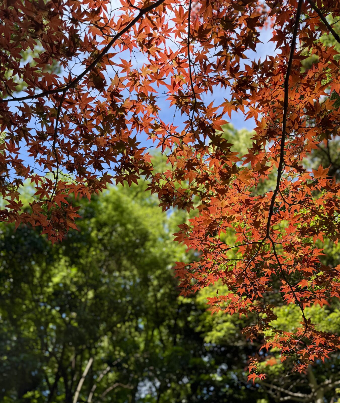 清澄庭園の赤いもみじ