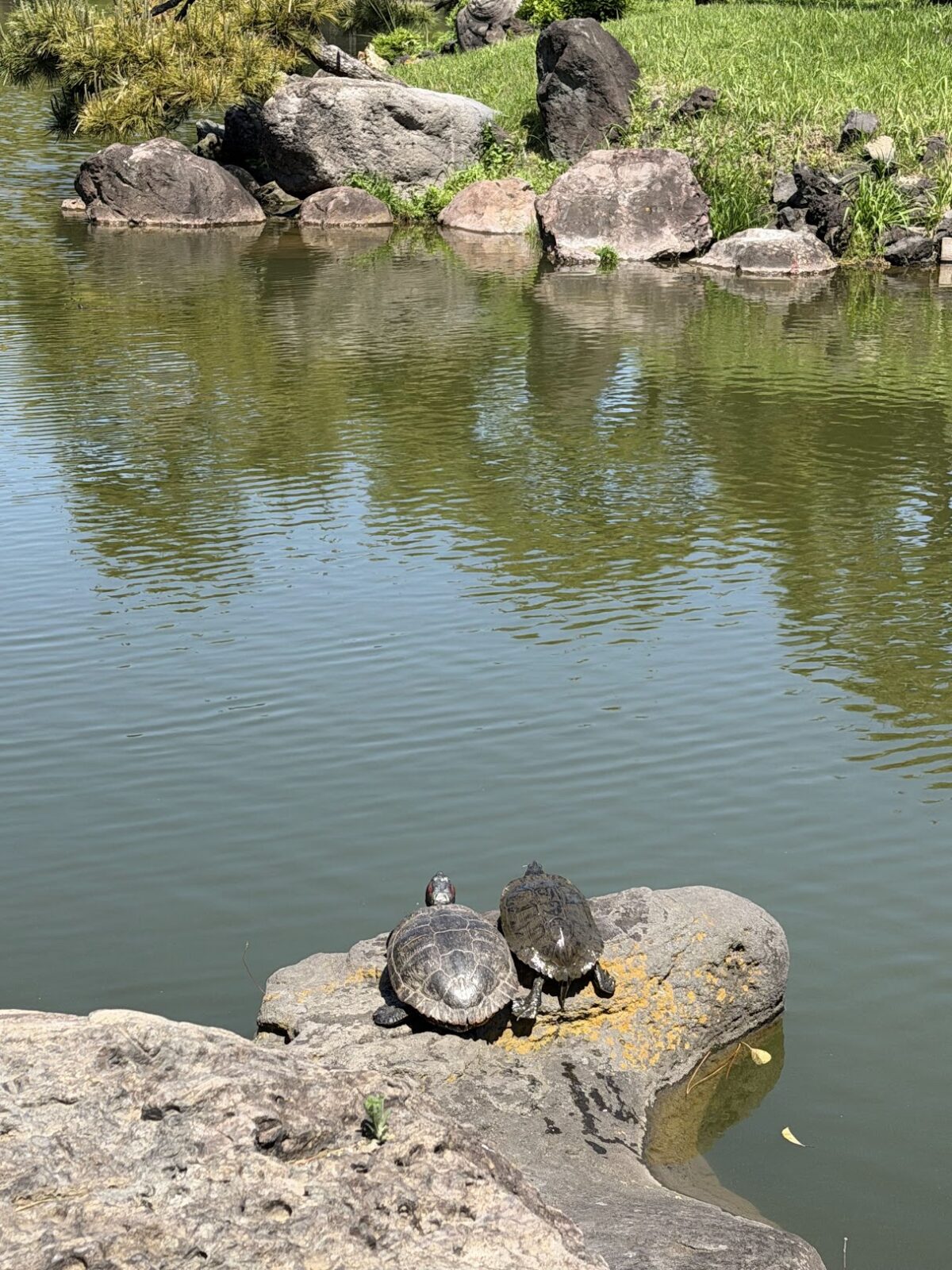 清澄庭園の池で日向ぼっこする亀