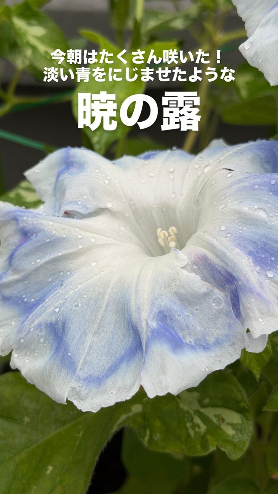 淡い青がにじんだ白い大輪の朝顔・暁の露
