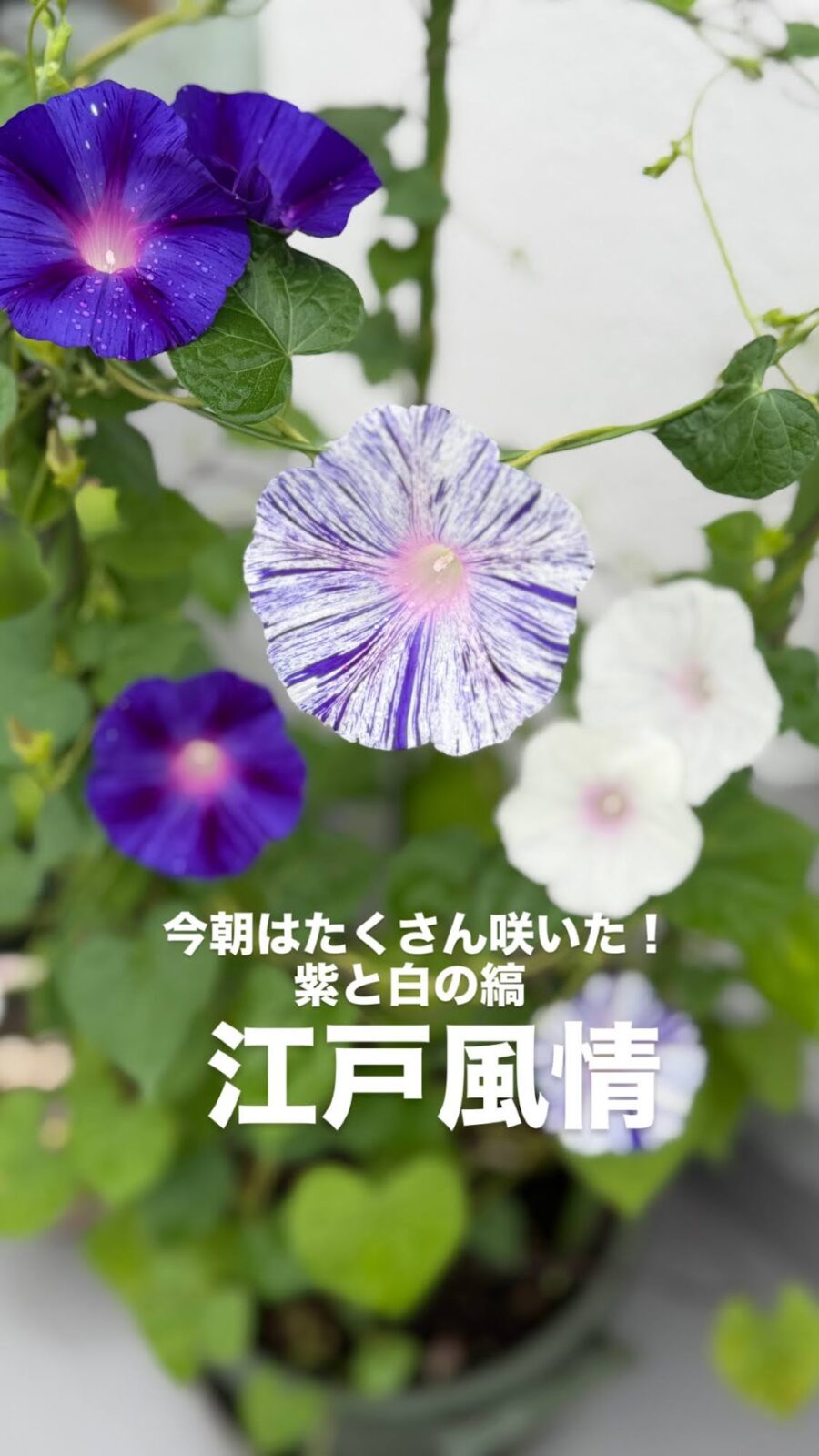 紫と白の縞が入った朝顔・江戸風情