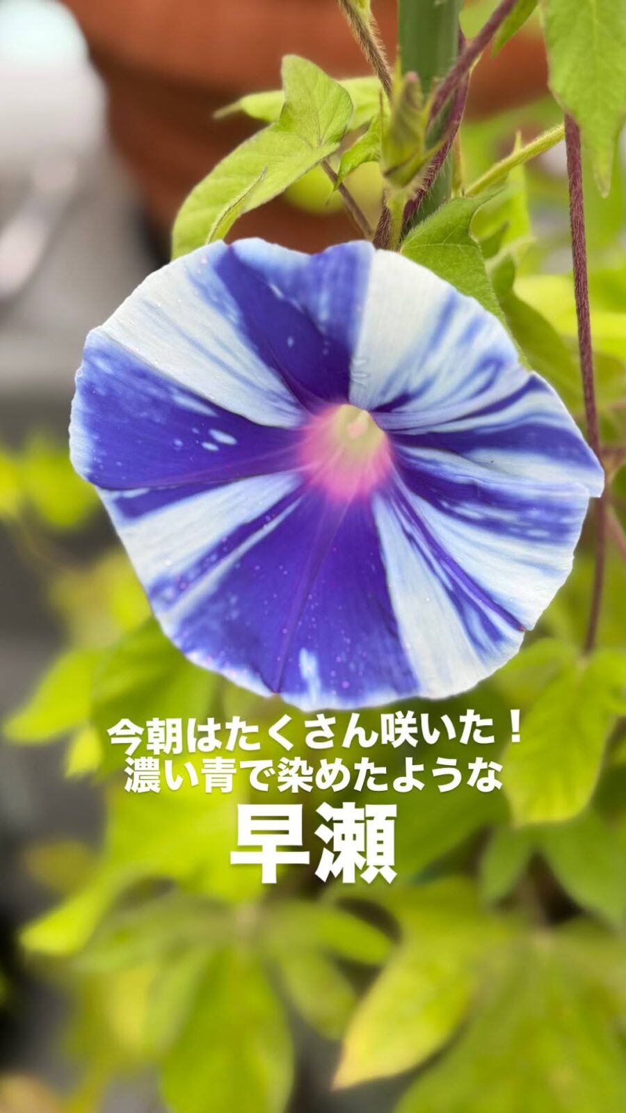濃い青と白の絞りが鮮やかな朝顔・早瀬
