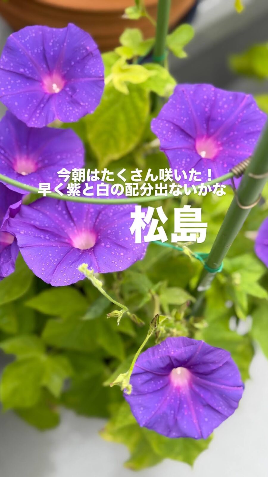 紫の花をいくつもつけた朝顔・松島