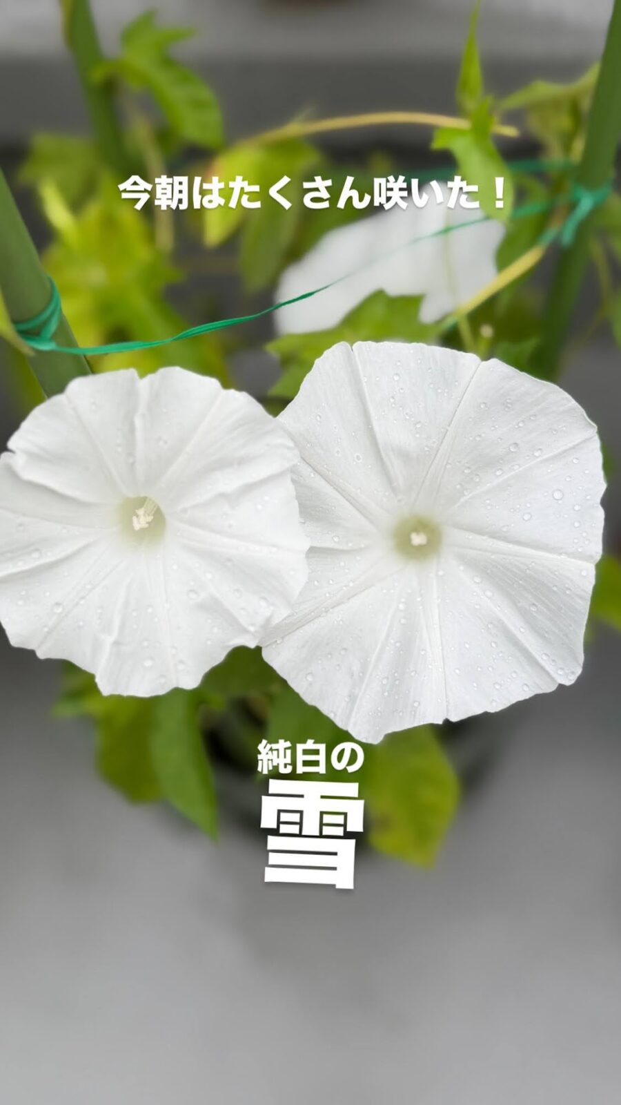 純白の花を2輪つけた朝顔・雪