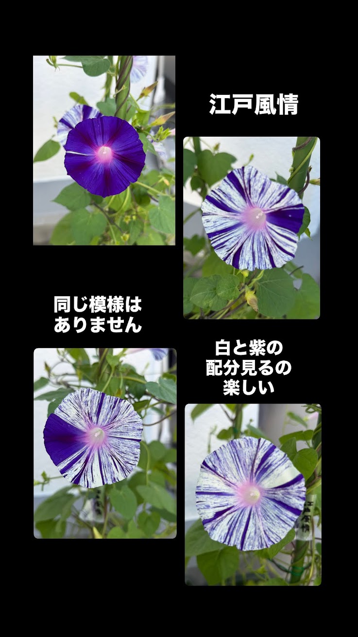 模様の違う江戸風情の朝顔を四つ並べた写真。白と紫の配分がそれぞれ異なる