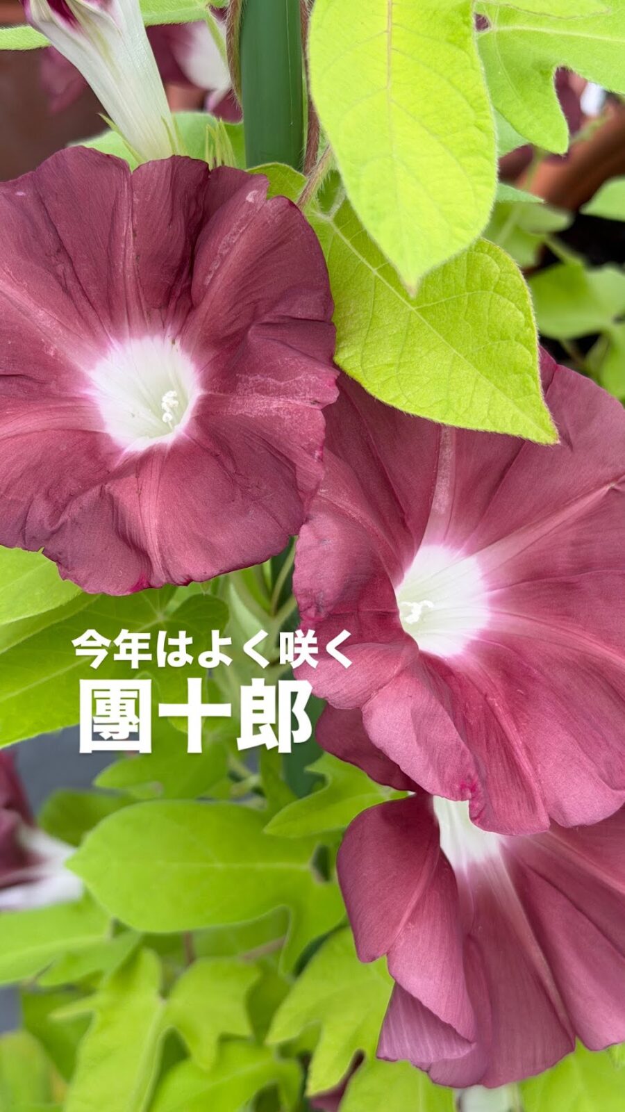 今年はよく咲く朝顔「團十郎」