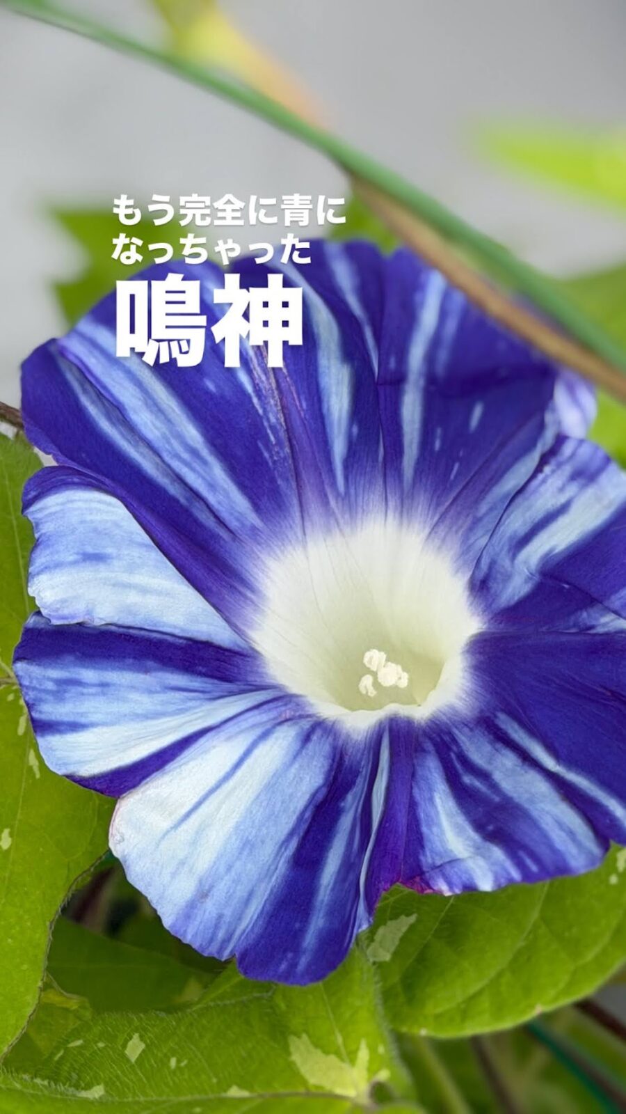 青くなった朝顔「鳴神」