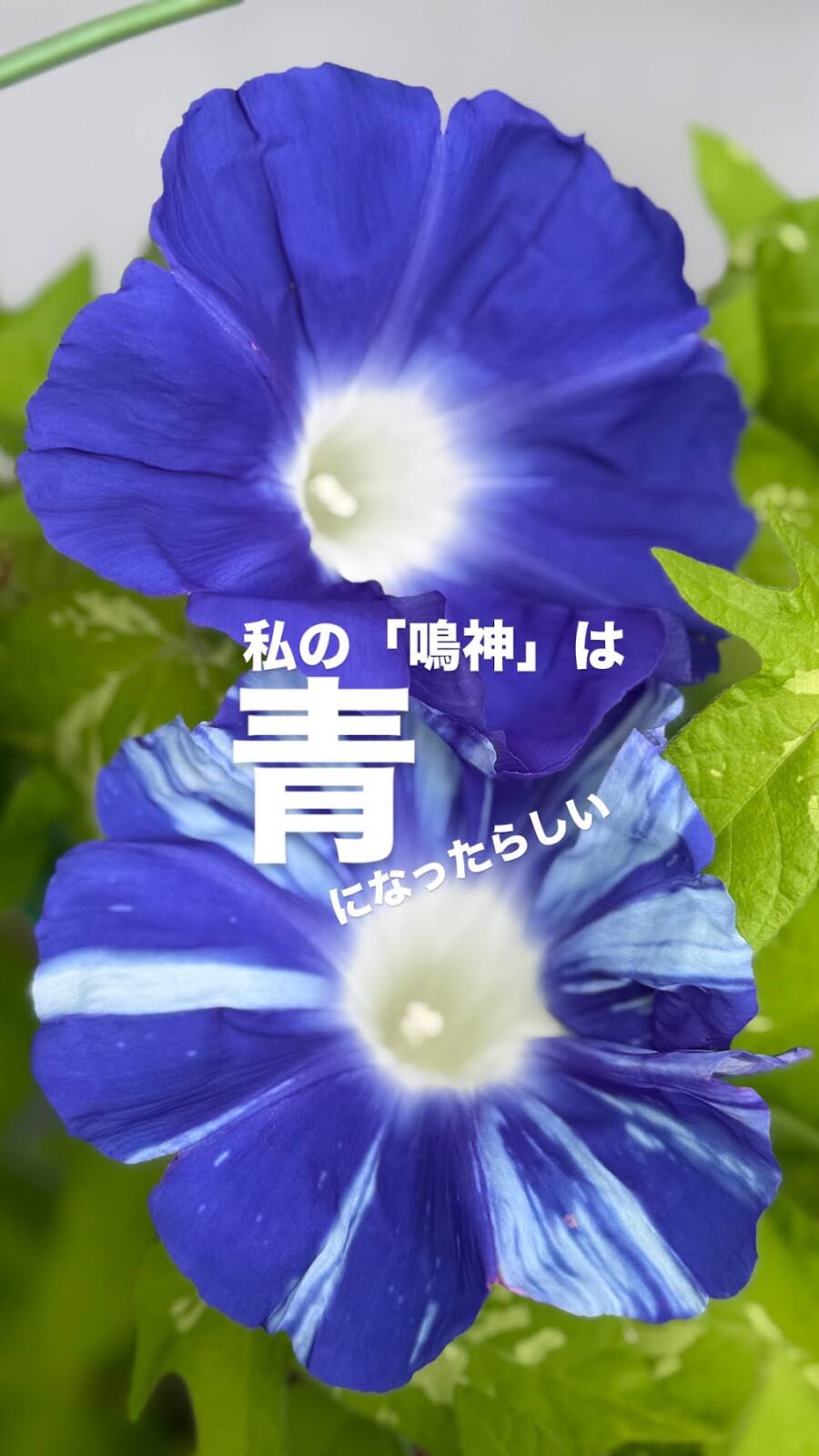 青に変わった鳴神が2輪