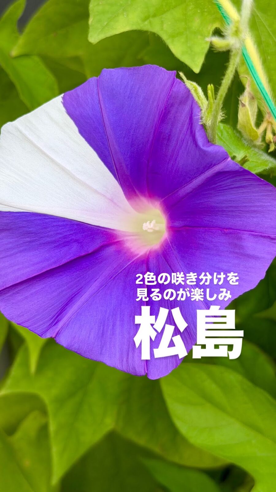 紫と白に咲き分ける朝顔「松島」