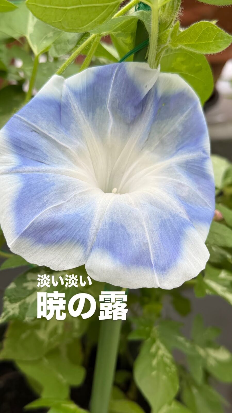 淡い色の朝顔「暁の露」