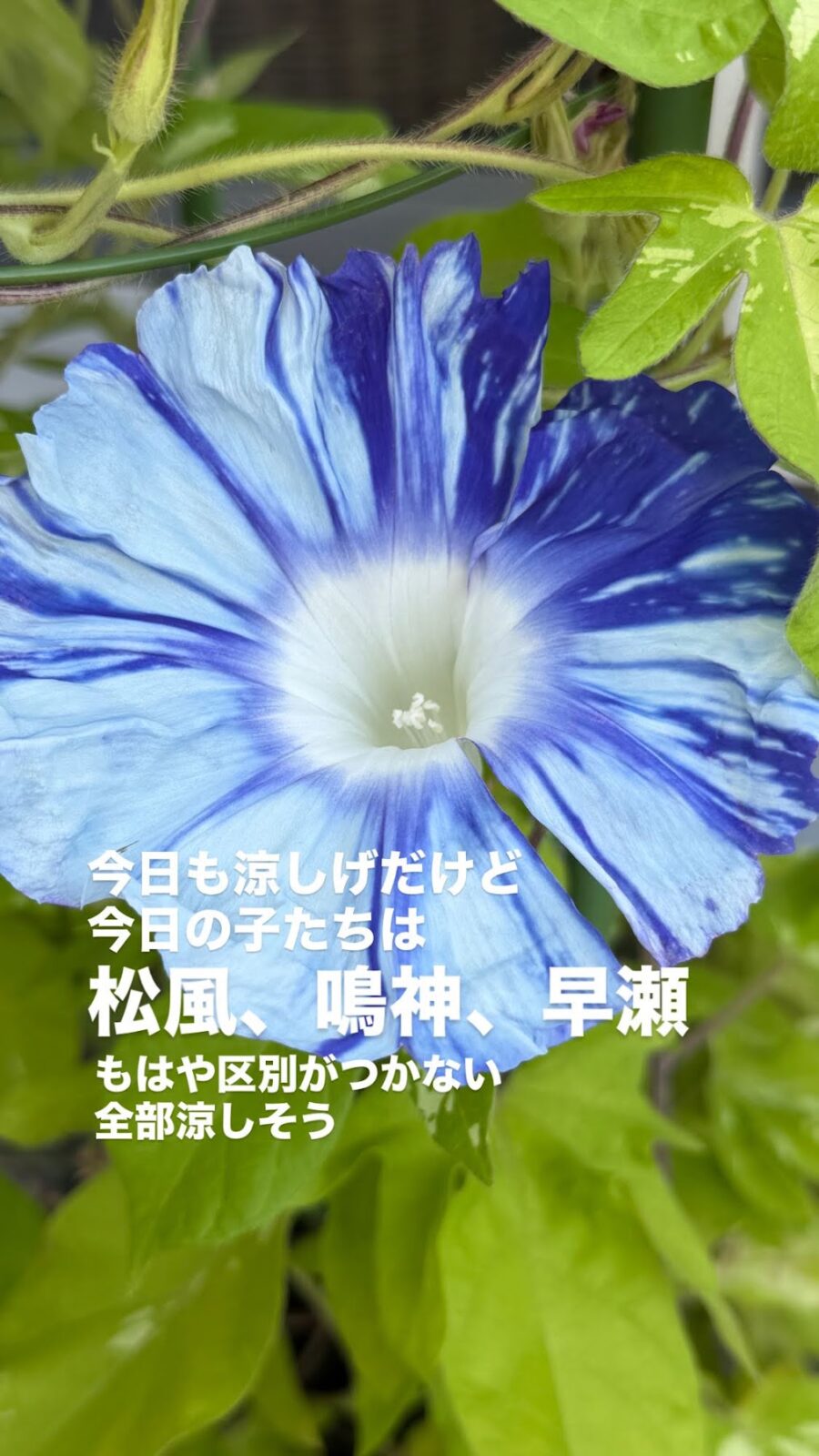 涼しげな水色の朝顔
