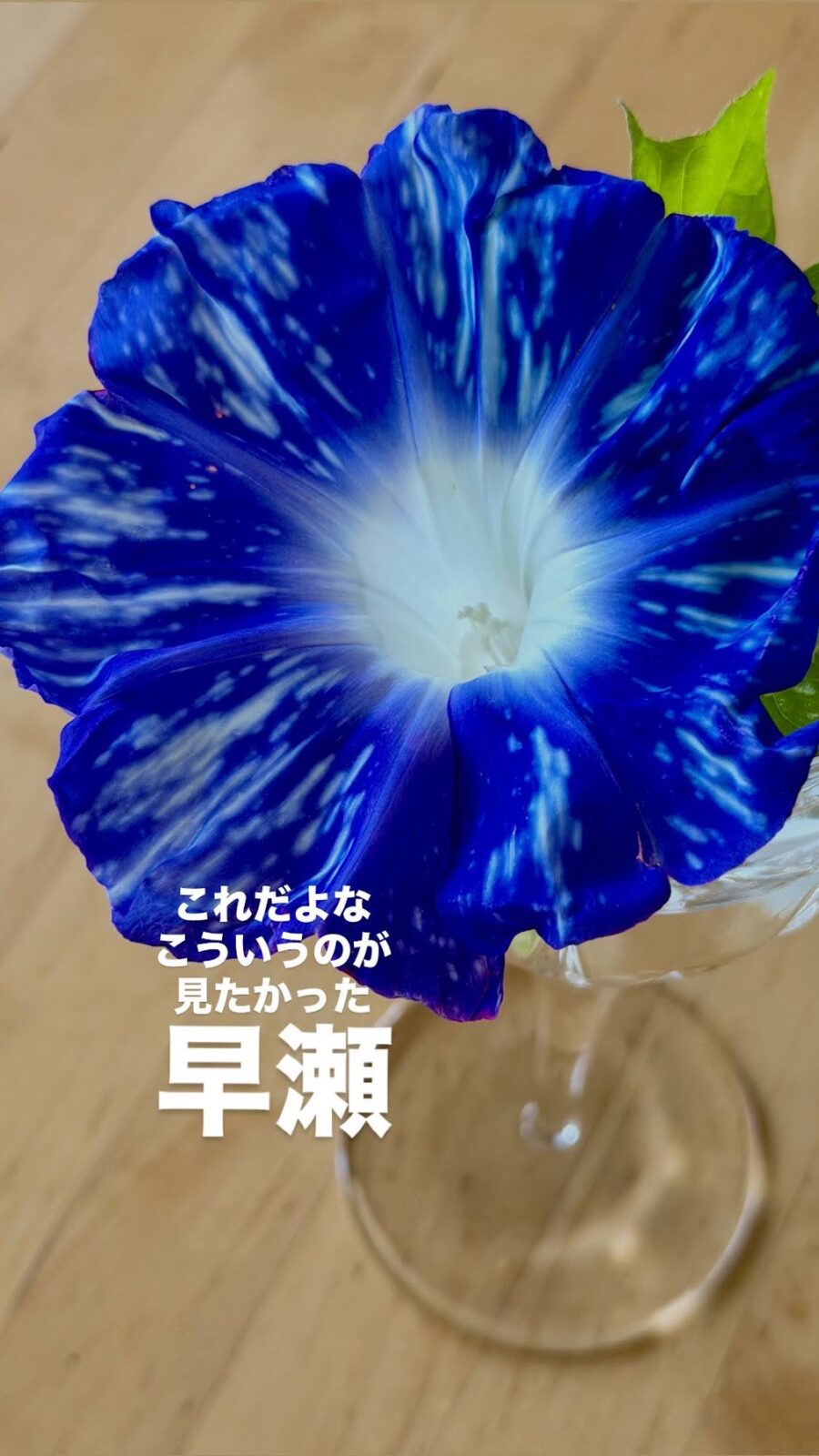 濃い青に白い絞りが入った朝顔「早瀬」