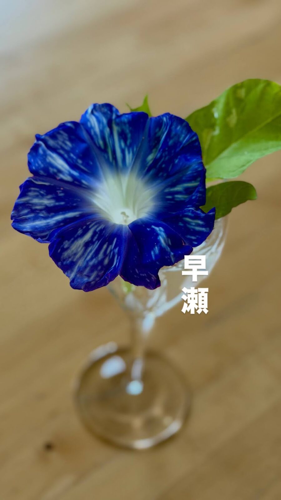 ガラスの器に生けた早瀬