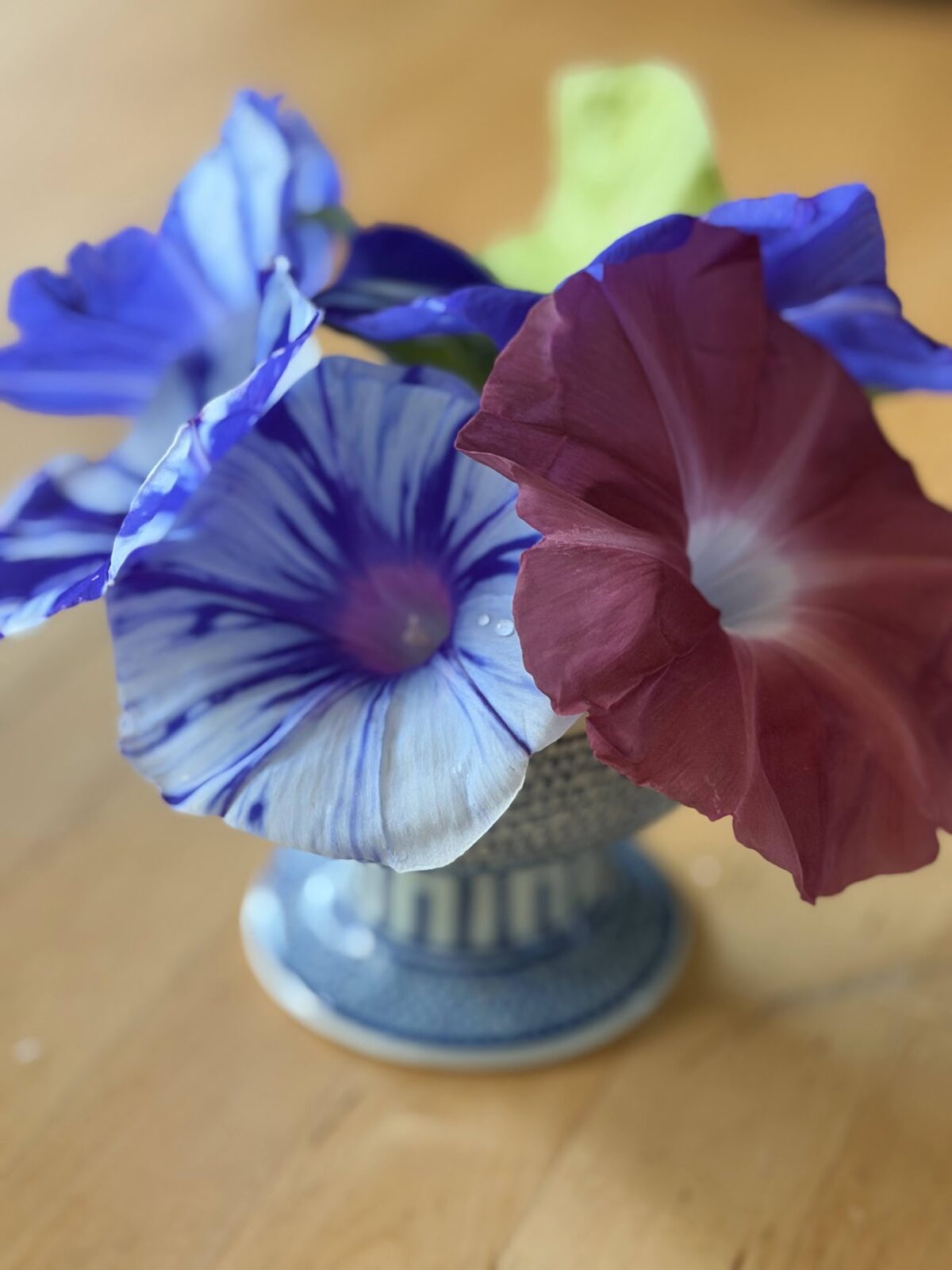 青い器に生けた朝顔