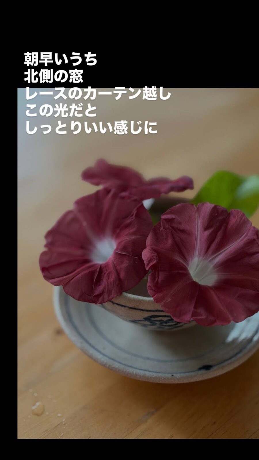 朝早い北側の窓辺で撮った團十郎