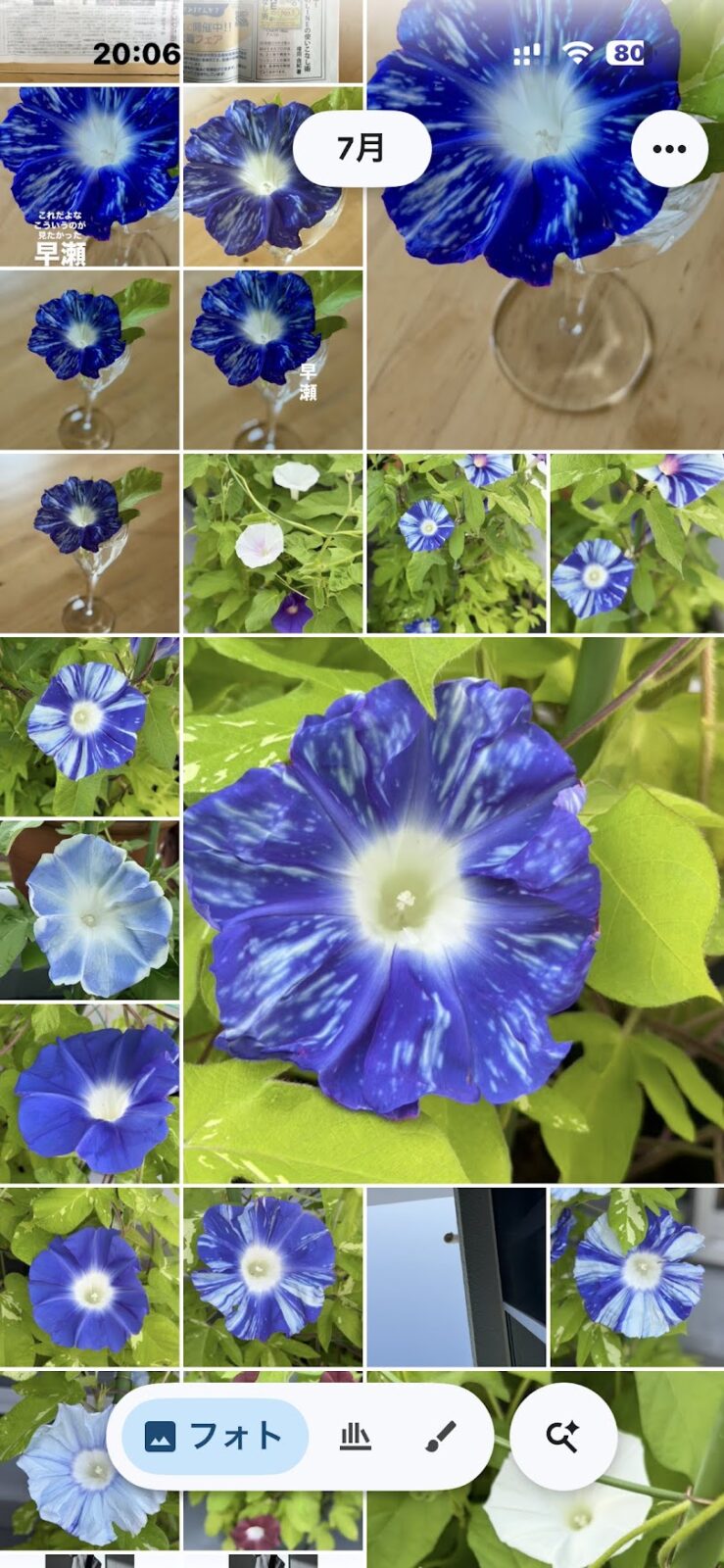 Googleフォトに朝顔の写真がずらりと並んだ画面