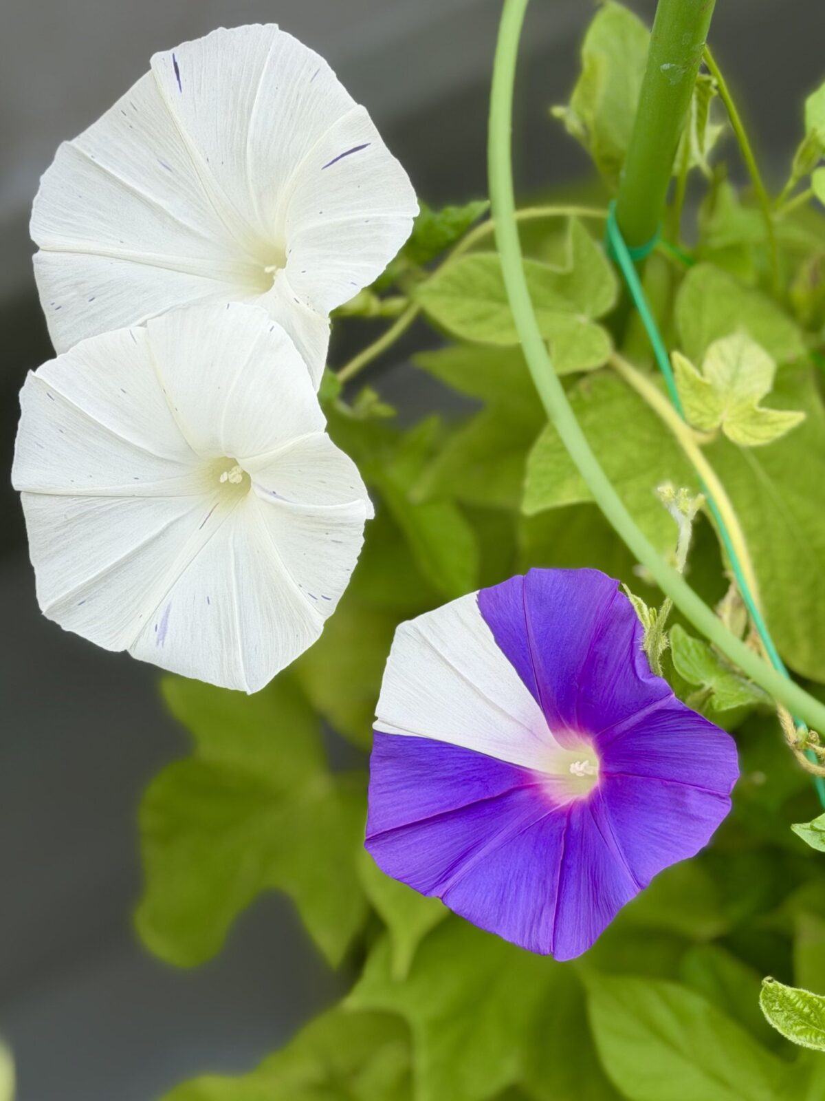 真っ白な花二つと、白と紫に咲き分けた花が同じ株に咲いた松島