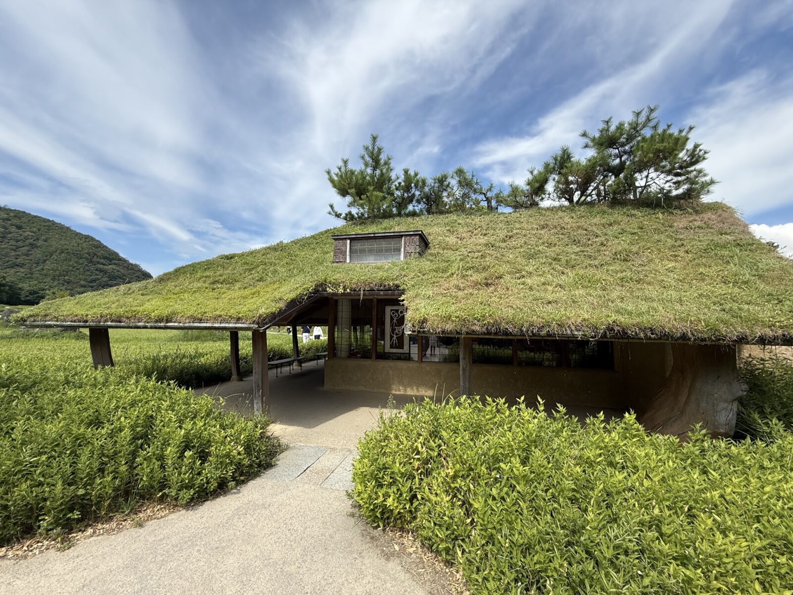 草屋根の建物