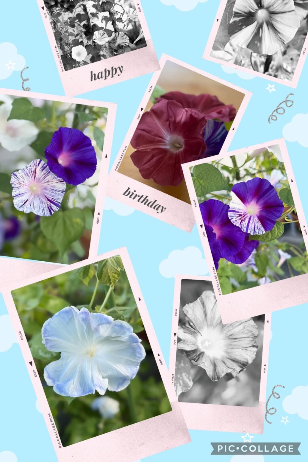 PicCollageで作った今年の朝顔のコラージュ