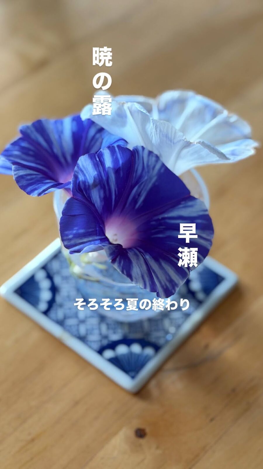 朝顔の「暁の露」と「早瀬」