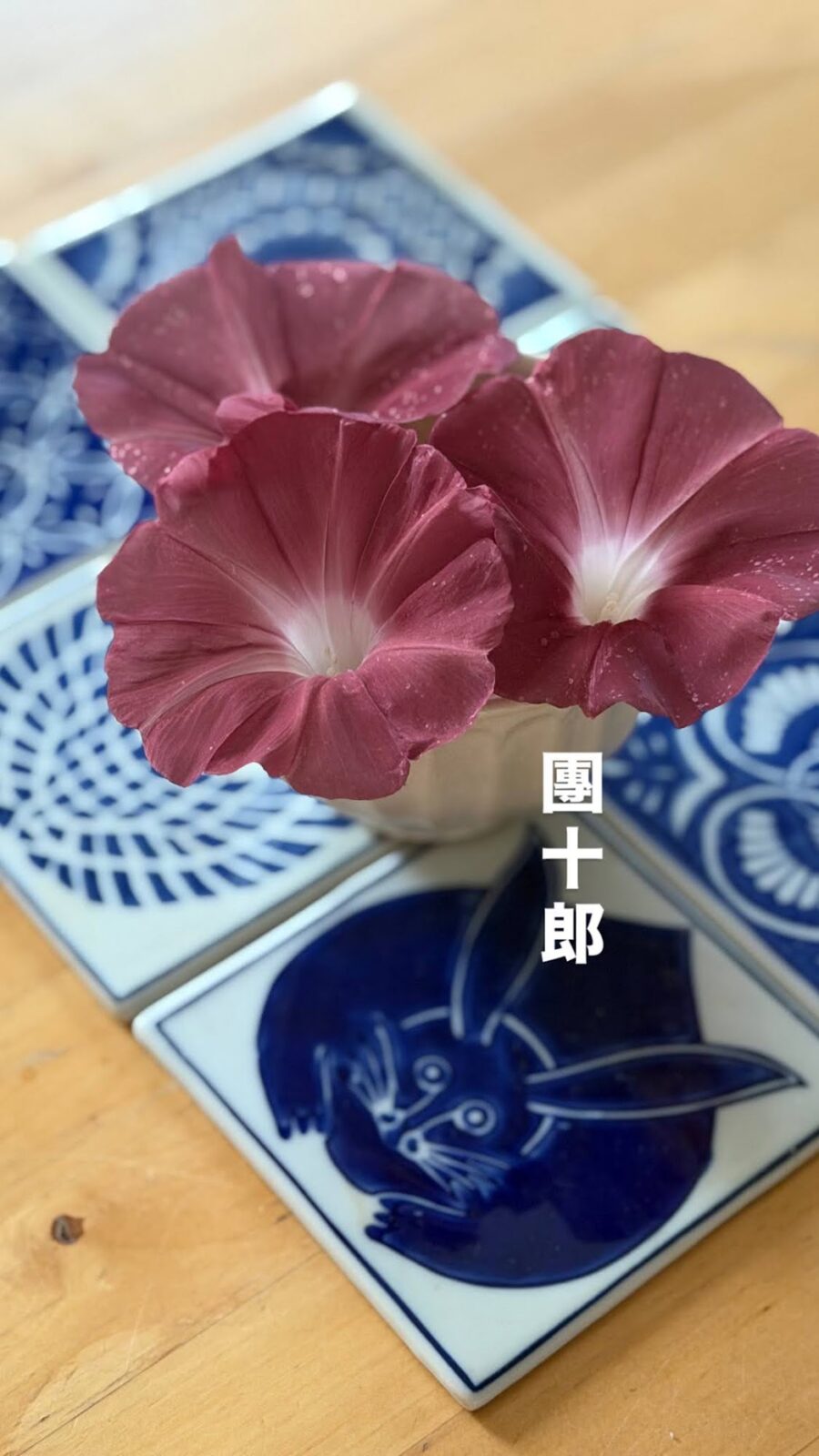 朝顔の「團十郎」
